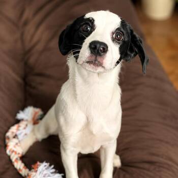 Eclair -  Mixed Breed Dog for Adoption - Eclair | PetCurious