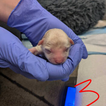 Rescue Chihuahua and Terrier Dogs for Adoption in Chattanooga, Tennessee - Stuffy | PetCurious