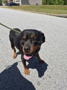 Rottweiler Dogs Available for Adoption in Lawrenceville, Georgia - Pen 123 Duncan | PetCurious
