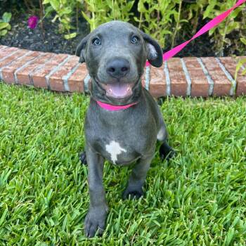 Juliet -  Mixed Breed Dog for Adoption in Bryan, Texas - Juliet | PetCurious