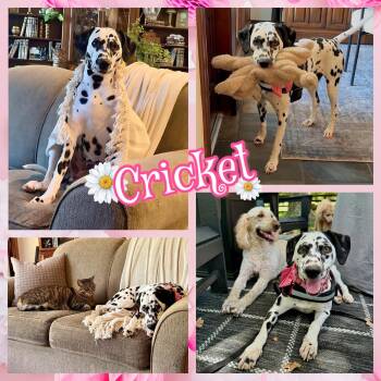 Cricket -  Dalmatian Dog for Adoption in Colorado Springs, Colorado - Cricket | PetCurious