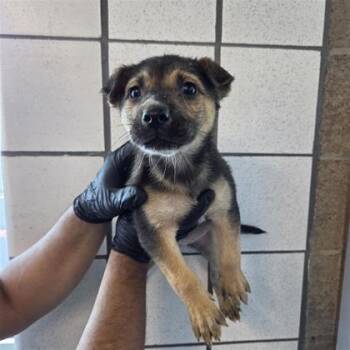 Siberian Husky and Mixed Breed Dogs Available for Adoption in El Paso, Texas - 60667659 | PetCurious