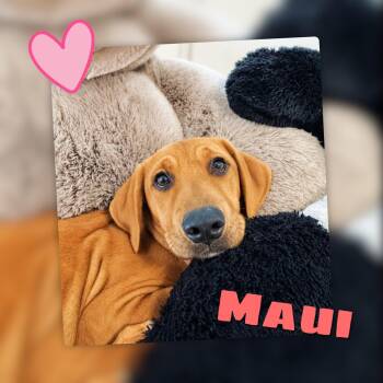 Maui -  Labrador Retriever Dog for Adoption in Fredericksburg, Virginia - Maui | PetCurious