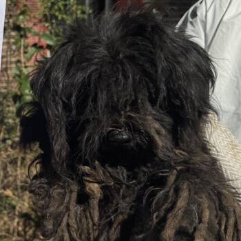 Pepper -  Schnauzer Dog for Adoption in Birmingham, Alabama - Pepper | PetCurious