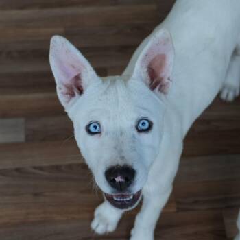 Husky Dogs Available for Adoption in Austin, Texas - Marshmallow KH | PetCurious