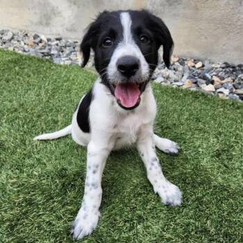 1186 (2026) Oreo -  Goldendoodle and Mixed Breed Dog for Adoption in Parker, Colorado - 1186 (2026) Oreo | PetCurious