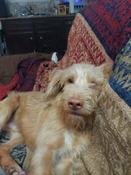 Tanner, a sweet and gentle boy -  Labradoodle Dog for Adoption in Houston, Texas - Tanner, A Sweet And Gentle Boy | PetCurious