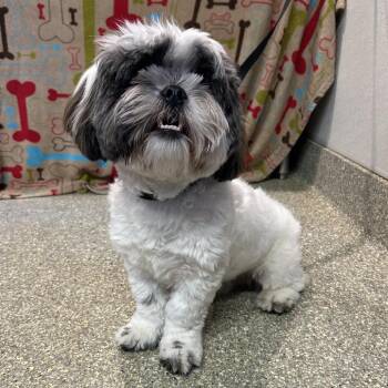 IVHS-Stray-140067 -  Shih Tzu Dog for Adoption in San Gabriel, California - IVHS-Stray-140067 | PetCurious