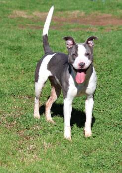Staffordshire Bull Terrier and Mixed Breed Dogs Available for Adoption - A120315 | PetCurious