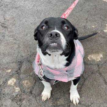 Terrier Dogs Available for Adoption - Fluffy Francine | PetCurious