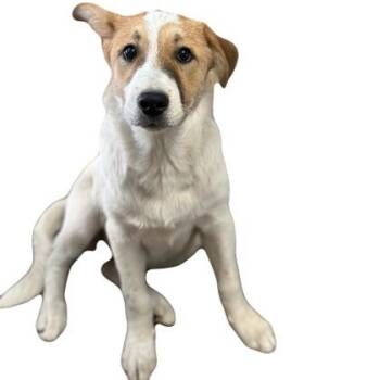 Muffin -  Border Collie Dog for Adoption in Red Bluff, California - Muffin | PetCurious