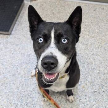 Blu Everest -  Mixed Breed Dog for Adoption in West Olive, Michigan - Blu Everest | PetCurious