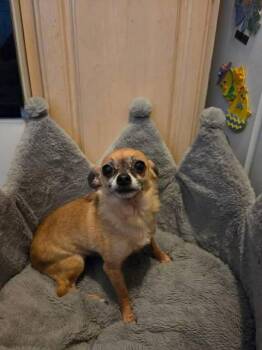 Chihuahua Dogs Available for Adoption in Newport, Kentucky - Peanut | PetCurious