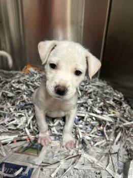 Raspberry -  Labrador Retriever and Mixed Breed Dog for Adoption in Morton Grove, Illinois - Raspberry | PetCurious