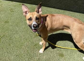 Rescue Belgian Shepherd Malinois and Boxer Dogs for Adoption in Las Vegas, Nevada - JUNIPER | PetCurious