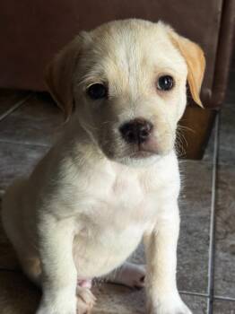 Alby -  Terrier and Labrador Retriever Dog for Adoption in Phoenix, Arizona - Alby | PetCurious