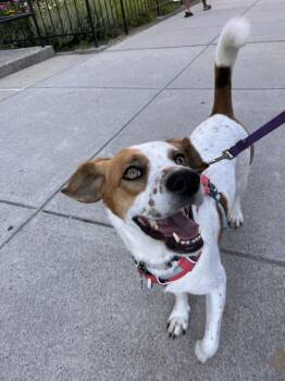 Beagle and Terrier Dogs Available for Adoption - Zoe | PetCurious