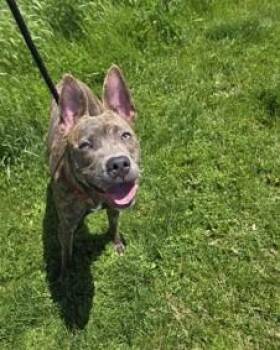 Australian Cattle Dog Blue Heeler Dogs Available for Adoption in Hamilton, Ontario - Tracker | PetCurious