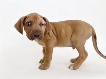 Pit Bull Terrier and Mixed Breed Dogs Available for Adoption in Brentwood, Missouri - NOEL | PetCurious