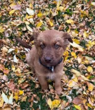Redford -  Shepherd Dog for Adoption in Woodstock, Ontario - Redford | PetCurious