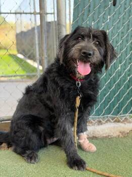 Annabelle -  Poodle Dog for Adoption in Fruit Heights, Utah - Annabelle | PetCurious
