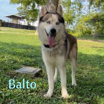 Balto -  Husky and Mixed Breed Dog for Adoption in Oak Ridge, Tennessee - Balto | PetCurious