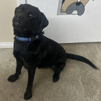 Mastiff Dogs Available for Adoption in Butler, Kentucky - Cash | PetCurious