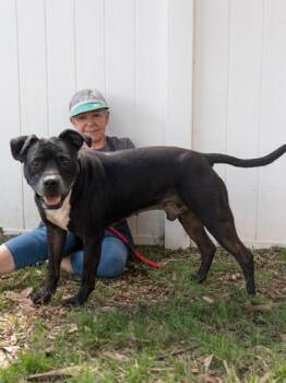 Rodrick -  Mixed Breed Dog for Adoption in Chamblee, Georgia - Rodrick | PetCurious