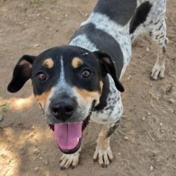 Colors -  Cattle Dog and Mixed Breed Dog for Adoption in Fort Collins, Colorado - Colors | PetCurious