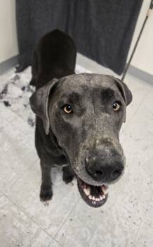 Rescue Labrador Retriever Dogs for Adoption in Salt Lake City, Utah - Freja (Frita) | PetCurious