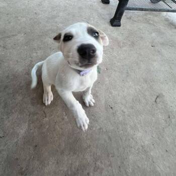 Rescue Basenji and Terrier Dogs for Adoption in Seguin, Texas - Snow White | PetCurious