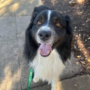Australian Shepherd and Mixed Breed Dogs Available for Adoption in Richmond, California - LUCAS | PetCurious