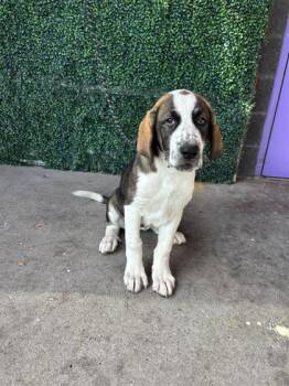 61275250 -  Saint Bernard and Mixed Breed Dog for Adoption in El Paso, Texas - 61275250 | PetCurious
