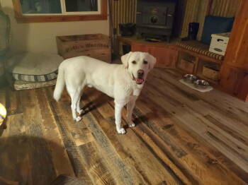 Rescue Akbash Dogs for Adoption in Bountiful, Utah - Mormont | PetCurious