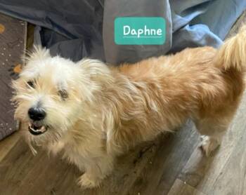 Maltese Dogs Available for Adoption - Daphne | PetCurious