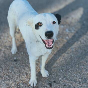 Wanda -  Cattle Dog and Border Collie Dog for Adoption in Phoenix, Arizona - Wanda | PetCurious