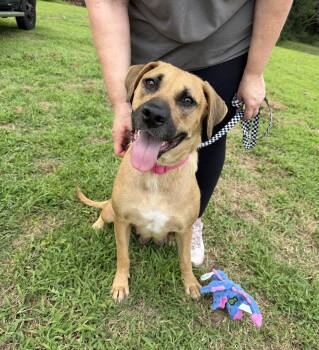 Teddi -  Labrador Retriever and Boxer Dog for Adoption in Watertown, Connecticut - Teddi | PetCurious