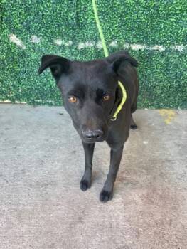 Rescue Labrador Retriever and Mixed Breed Dogs for Adoption in El Paso, Texas - 59748790 | PetCurious