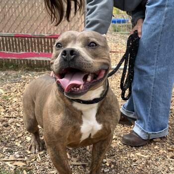 Pit Bull Terrier Dogs Available for Adoption - Chico | PetCurious