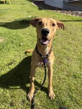 Petero -  Mixed Breed Dog for Adoption in Honolulu, Hawaii - Petero | PetCurious
