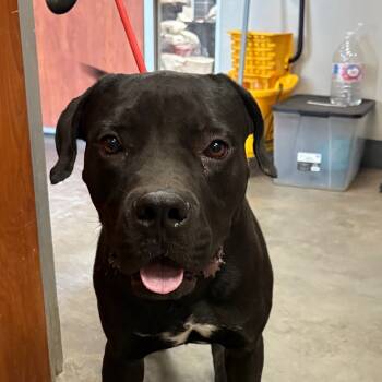 Rescue Pit Bull Terrier Dogs for Adoption in Yuma, Arizona - Benny Blanco | PetCurious