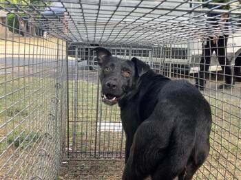 DEKAMUS -  Mixed Breed Dog for Adoption in Dallas, Texas - DEKAMUS | PetCurious