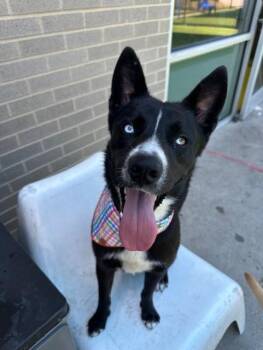 PEPPA -  Mixed Breed Dog for Adoption in Dallas, Texas - PEPPA | PetCurious