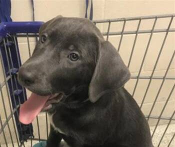 HERMIONE -  Labrador Retriever and German Shepherd Dog Dog for Adoption in Conroe, Texas - HERMIONE | PetCurious