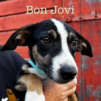 Rescue Shepherd and Labrador Retriever Dogs for Adoption in Albany, New York - Bon Jovi | PetCurious