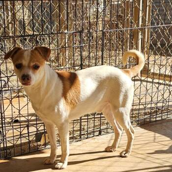 Rescue Chihuahua Dogs for Adoption in Midland, Texas - Marlin | PetCurious