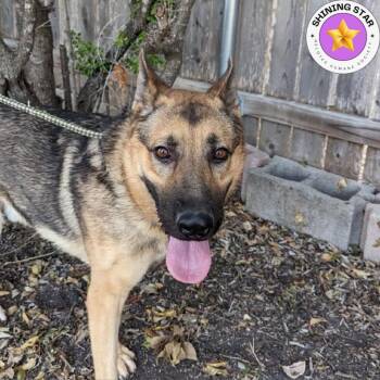 Rescue German Shepherd Dog Dogs for Adoption in San Antonio, Texas - Axle | PetCurious