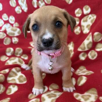 Lego Pup - Heartlake -  Chihuahua and Terrier Dog for Adoption in San Diego, California - Lego Pup - Heartlake | PetCurious
