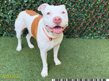 GIBBY -  Mixed Breed Dog Available for Adoption in West Palm Beach, Florida - GIBBY | PetCurious