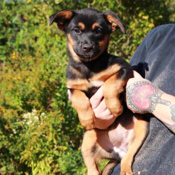 CT Birdie -  German Shepherd Dog and Mixed Breed Dog for Adoption in Eastford, Connecticut - CT Birdie | PetCurious